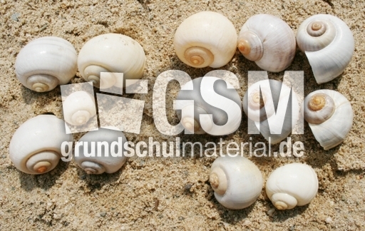 Schneckenhäuser-5+8.jpg
